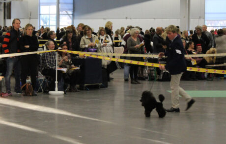 Didi Stockholm International Dog Show